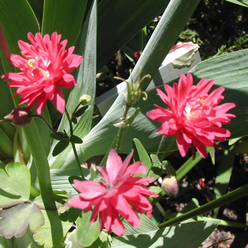 Aquilegia vulgaris Clementine Red